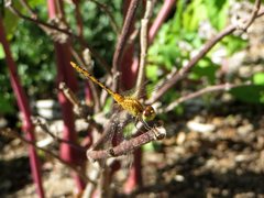Diplacodes bipunctata