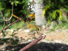 Diplacodes bipunctata