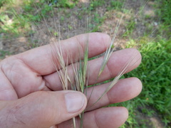 Bromus rigidus