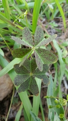 Oxalis tetraphylla