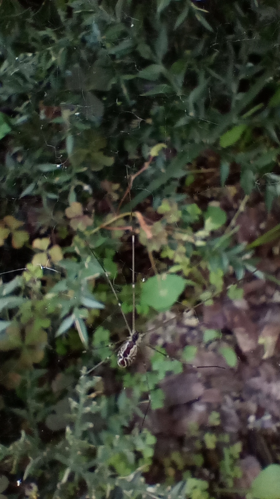 marbled cellar spider