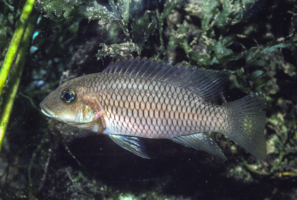 Linke's cichlid (Chromidotilapia linkei) — Cichlidae