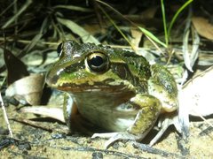 Ranoidea alboguttata