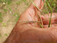 Bromus rigidus