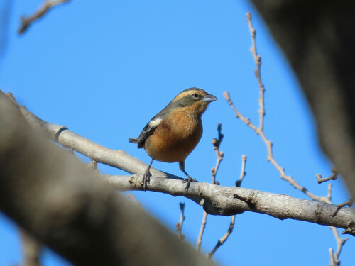 Cinnamon Warbling Finch (Poospiza ornata), photo 7