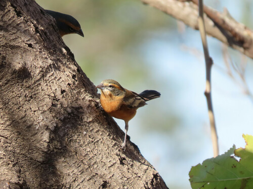 Cinnamon Warbling Finch (Poospiza ornata), photo 8