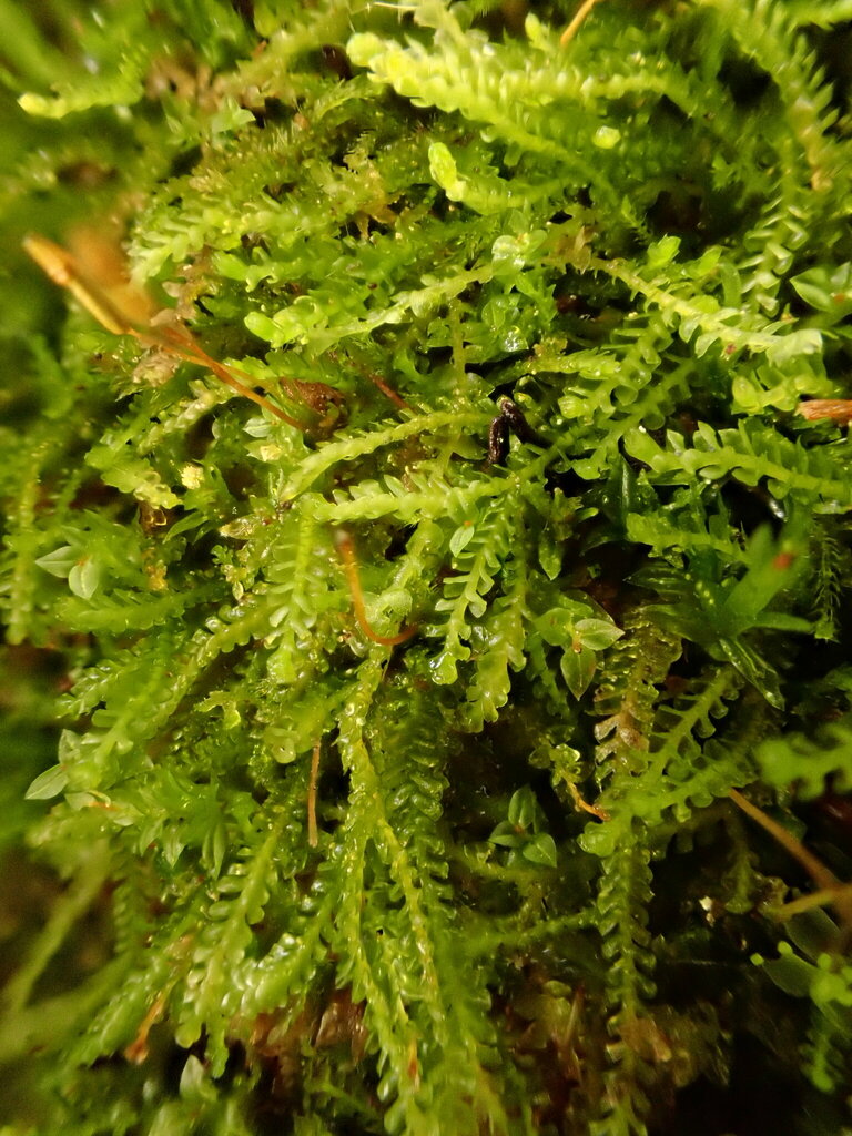 Sphenolobus minutus