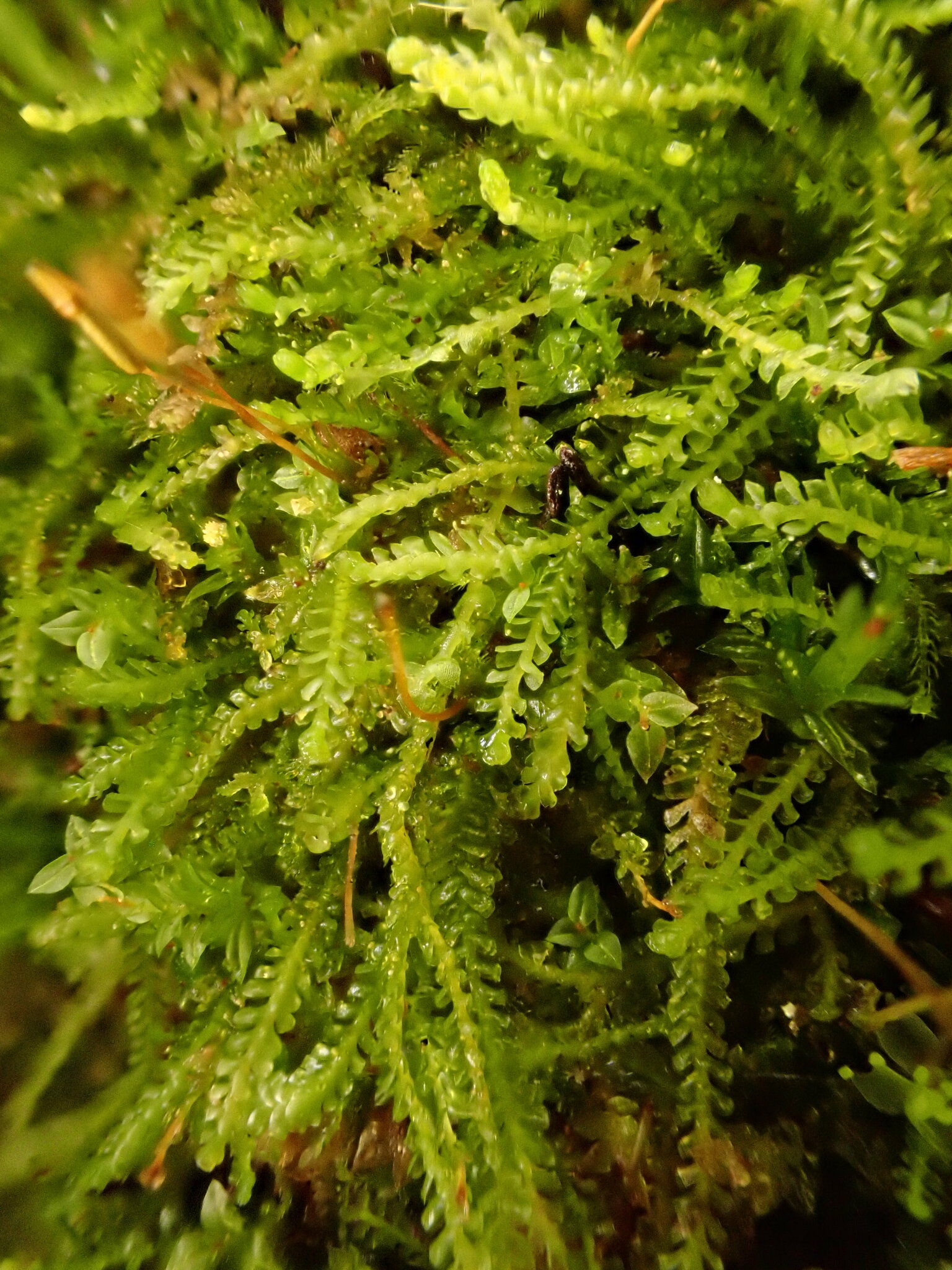 Sphenolobus minutus