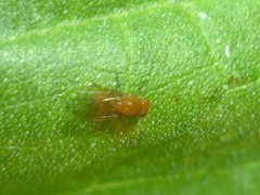 Diptera