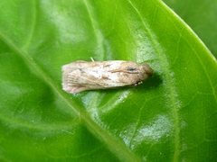 Lepidoptera