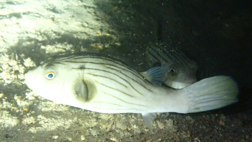 Narrow-lined Puffer