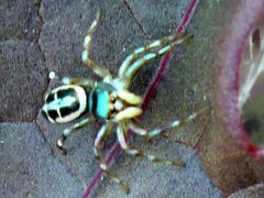 Cosmophasis