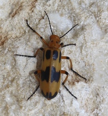 Pyrota fasciata