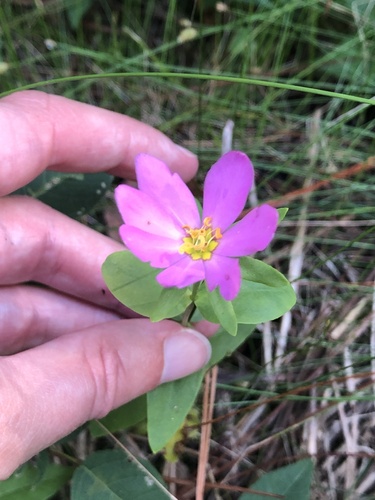 Sabatia dodecandra, photograph 4
