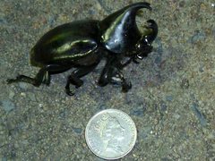 Xylotrupes australicus australicus