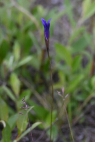Image of Gentianopsis detonsa by (c) Syd Cannings, some rights reserved (CC BY)