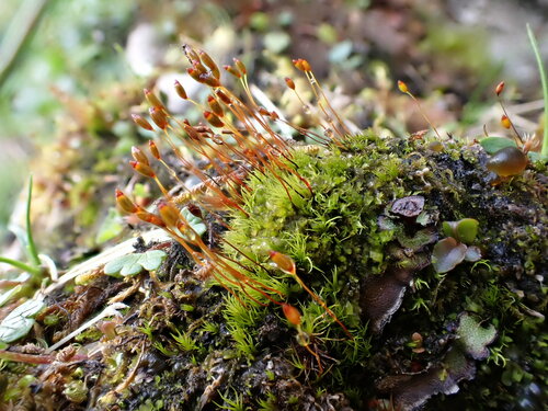 Distichium inclinatum observed 2024-07-14