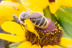 Andrena rudbeckiae