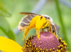 Andrena rudbeckiae