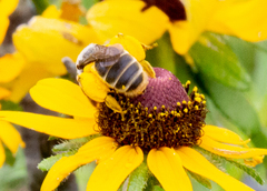 Andrena rudbeckiae