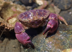 Glebocarcinus oregonensis
