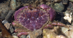 Glebocarcinus oregonensis