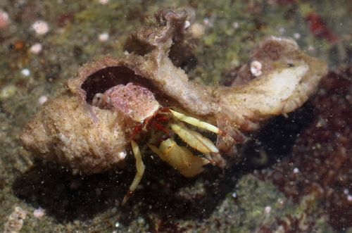 Pagurus beringanus