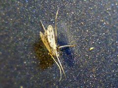 Chironomidae