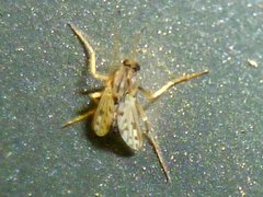 Chironomidae