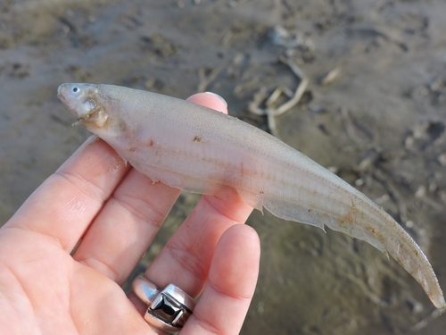 Glass Knife Fish (Eigenmannia virescens) — Sternopygidae