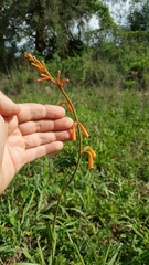 Polianthes geminiflora