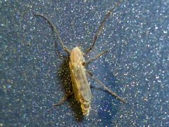 Chironomidae