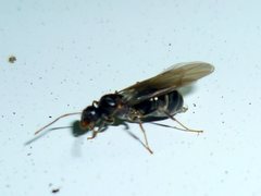 Formicidae