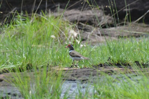 Forbes's Plover