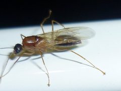 Formicidae