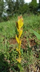 Castilleja angustata