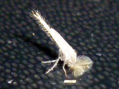 Chironomidae