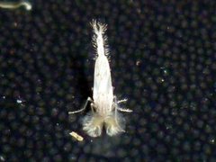 Chironomidae
