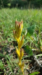Castilleja angustata