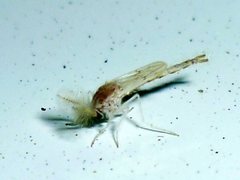 Chironomidae