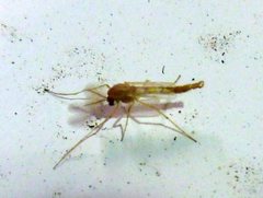 Diptera