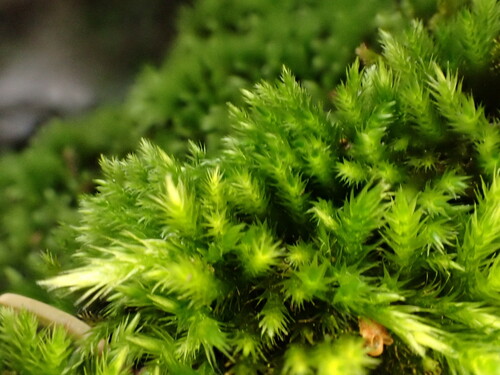 Homalothecium philippeanum observed 2024-07-14