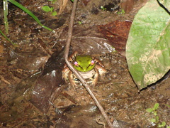Lithobates palmipes
