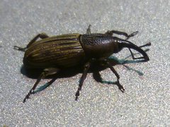 Cosmopolites sordidus