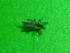Chironomidae