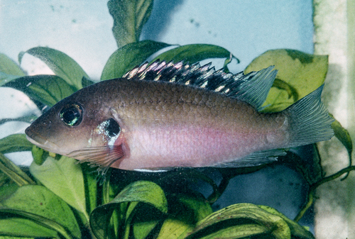 Linke's cichlid (Chromidotilapia linkei) — Cichlidae — 2