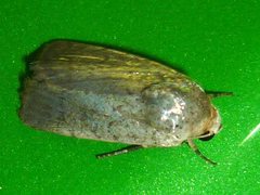 Lepidoptera