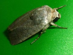 Lepidoptera