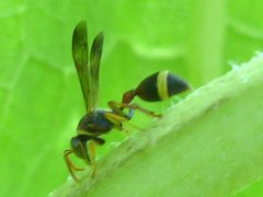 Aculeata