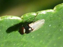 Diptera